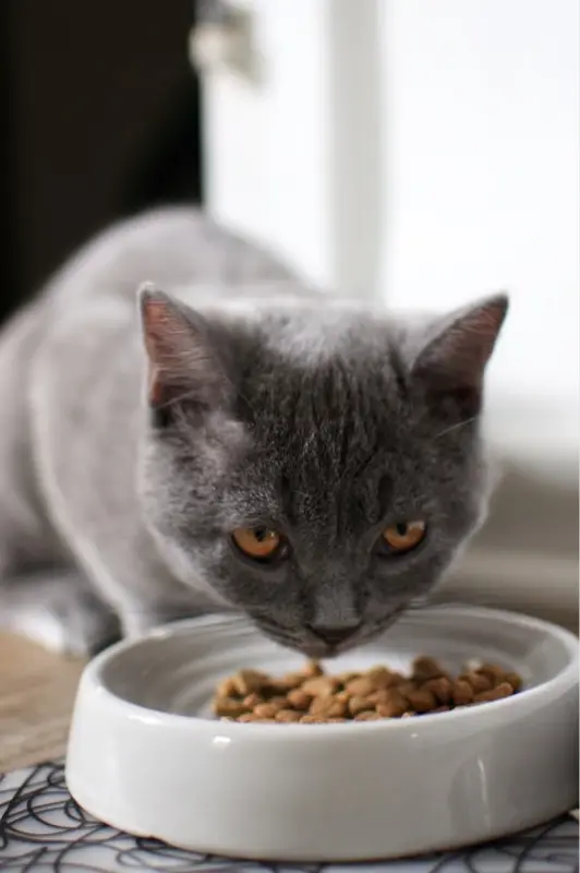 grey cat eating snufflecare dry cat food