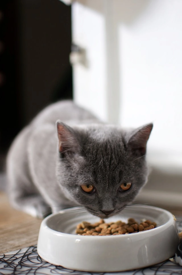 grey cat eating snufflecare dry food