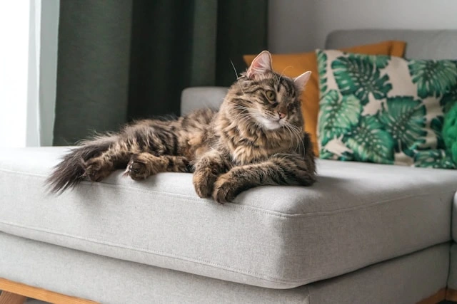 ragdoll cat laying on a grey couch